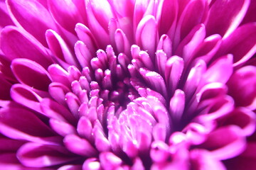 Dahlia Closeup’s 