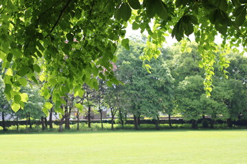 Trees in Park or Garden Background. Green park view, tree branch with leaves above beautiful lawn...
