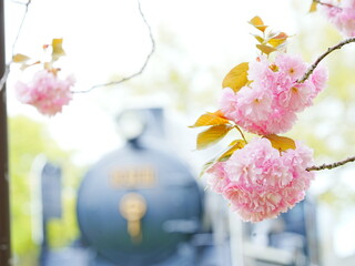 北海道の春 八重桜と機関車