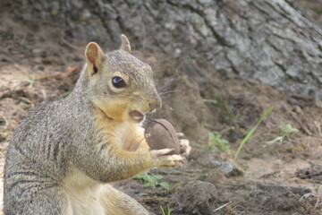 squirrel eating nut