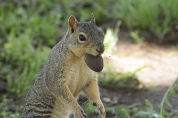 squirrel eating nut