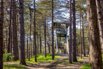 Spring landscape with pine trees trunk with wooden observation tower in the forest, A pine is any conifer in the genus Pinus of the family Pinaceae and subfamily Pinoideae, Texel Islands, Netherlands.