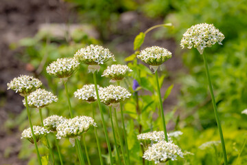 Selective focus of white fluffy onion flower in the garden, Allium is a genus of monocotyledonous...