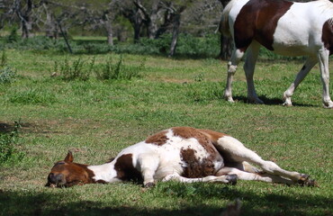 Caballo cansado