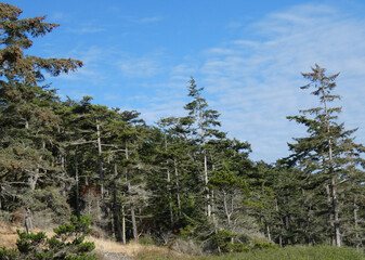 pine trees on the coast of Washington