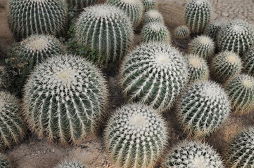 Fototapeta premium The cactus