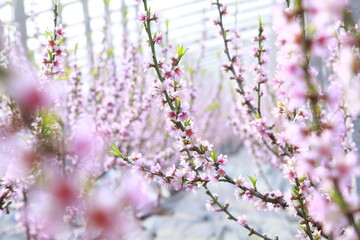Greenhouse shelter in the peach blossom in full bloom