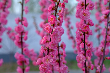 Blooming cherry blossom