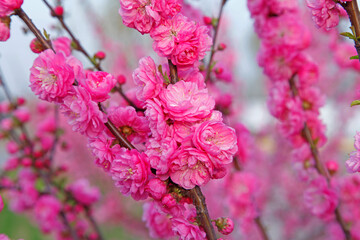 Blooming cherry blossom