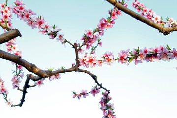 Beautiful peach blossom