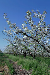 Fototapeta premium Beautiful pear