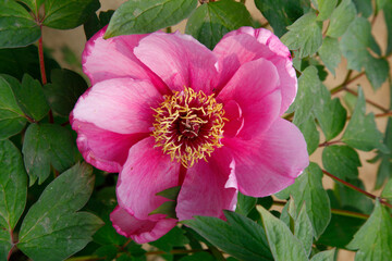 Blooming peony and yellow flowers