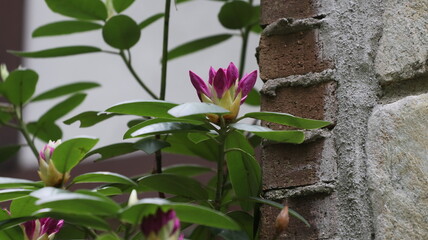 Tall, climbing vine plant with blooming pink flower on brick wall