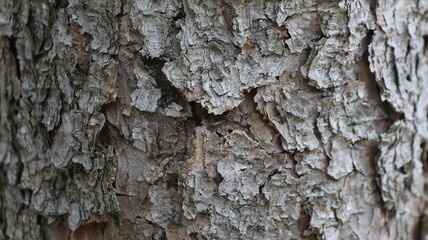 Close-up pine tree bark texture template