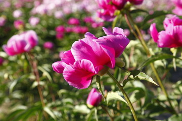 Blooming peony flowers