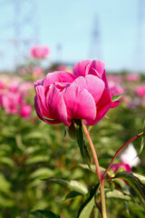 Blooming peony flowers