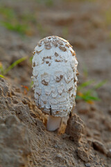Summer in the forest growth of wild fungus, mushrooms