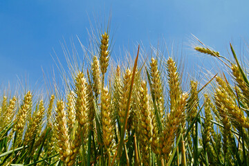 Fototapeta premium The green wheat field