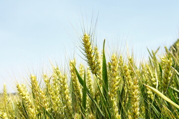 The green wheat field