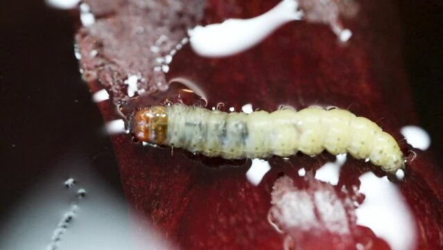 Borer larva (Cydia araucariae) of the pine nut fruit of Araucaria angustifolia