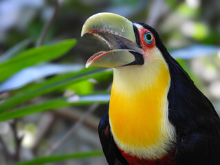Close-up photo of a Colorful tucan in foreground.Blurred background.