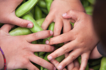 A group of children are holding up a bunch of green beans - Powered by Adobe