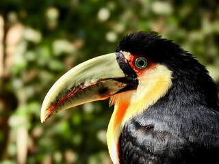 Colorful Toucan In Iguazu Falls. Close-up photo. Blurred background
