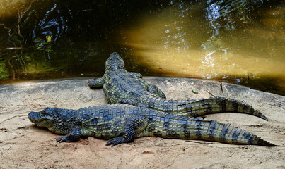Alligators or river crocodiles at Iguazu Falls National Park. Misiones