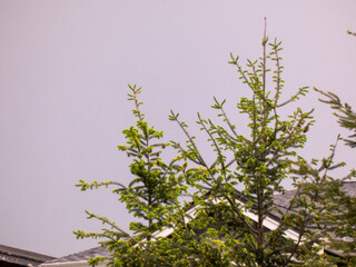 Pine trees in front of a house