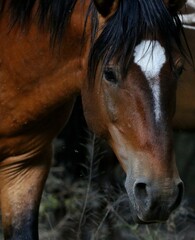 Portrait of a Wild Horse 