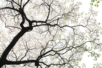 満開のハナミズキと青葉　