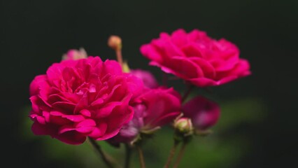 Tokyo,Japan - May 19, 2024: Closeup of red  rose flowers at dawn