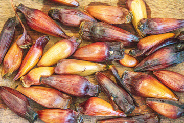 Pine nut fruit of Araucaria angustifolia, typical of the cold regions of Brazil