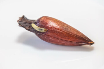 Borer larva (Cydia araucariae) of the pine nut fruit of Araucaria angustifolia