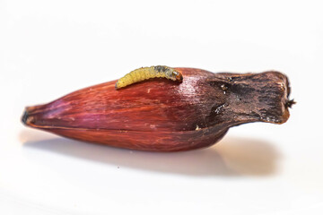 Borer larva (Cydia araucariae) of the pine nut fruit of Araucaria angustifolia