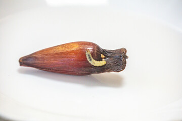 Borer larva (Cydia araucariae) of the pine nut fruit of Araucaria angustifolia