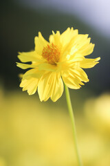yellow flower on green