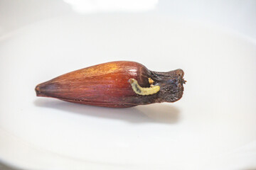 Borer larva (Cydia araucariae) of the pine nut fruit of Araucaria angustifolia