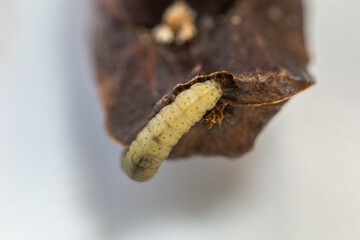 Borer larva (Cydia araucariae) of the pine nut fruit of Araucaria angustifolia