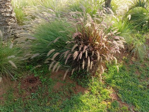 Rabat, Morocco - May 17 2024: A plant in the Manal Garden
