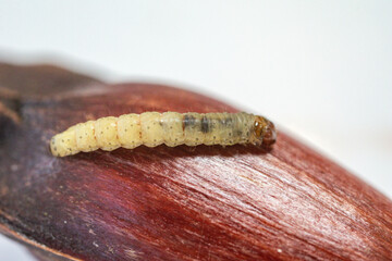 Borer larva (Cydia araucariae) of the pine nut fruit of Araucaria angustifolia