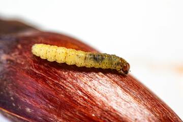 Borer larva (Cydia araucariae) of the pine nut fruit of Araucaria angustifolia