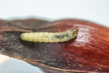 Borer larva (Cydia araucariae) of the pine nut fruit of Araucaria angustifolia