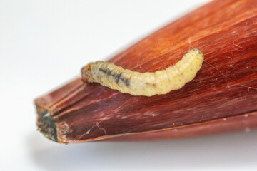 Borer larva (Cydia araucariae) of the pine nut fruit of Araucaria angustifolia