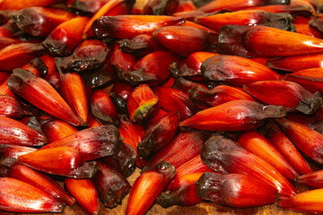 Pine nut fruit of Araucaria angustifolia, typical of the cold regions of Brazil