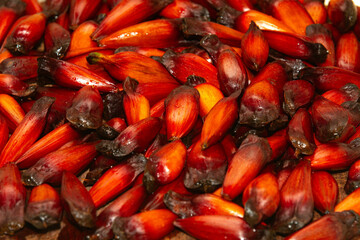 Pine nut fruit of Araucaria angustifolia, typical of the cold regions of Brazil