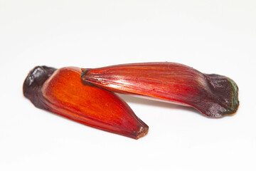 Pine nut fruit of Araucaria angustifolia, typical of the cold regions of Brazil
