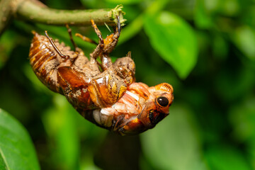 a cicada in shedding its shell and feathering at horizontal composition