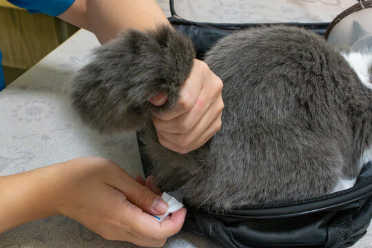 veterinarian takes the cats temperature rectally