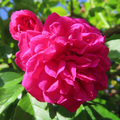 春にバラがピンク色の花を咲かせています